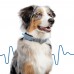 Умный трекер здоровья, активности и локации для собак. Minitailz 0